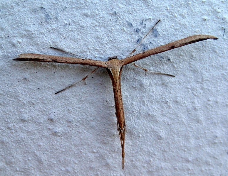 Pterophoridae